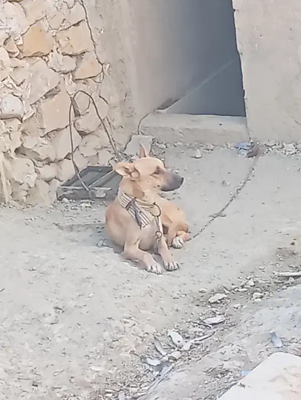 واگذاری سگ میکس ژرمن مالانیوز|سگ|نورآباد ممسنی, |دیوار