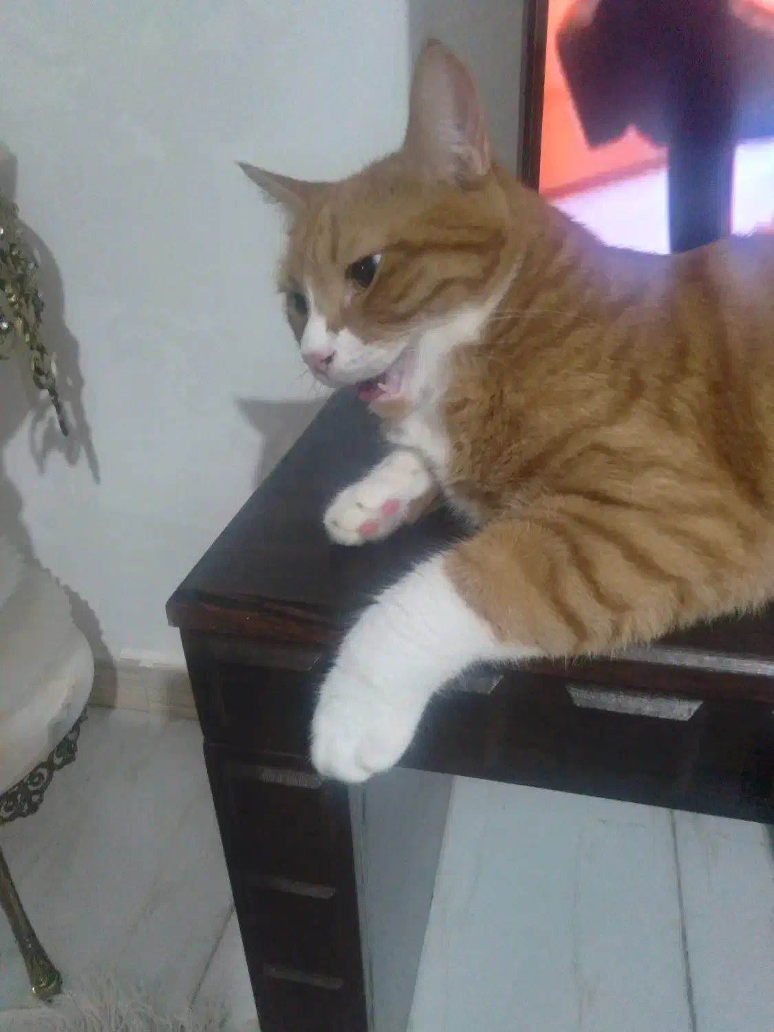 گربه|گربه|تالش, هشتپر|دیوار