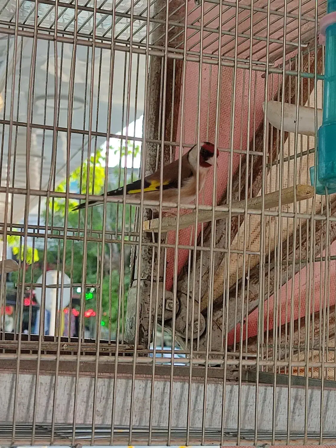 سهره|پرنده|نورآباد, |دیوار