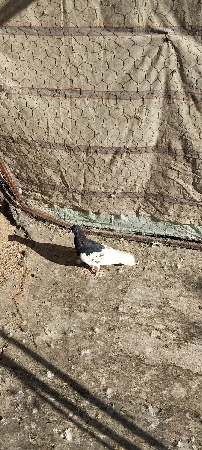 کفتر یال سیاه|پرنده|شیراز, تندگویان|دیوار