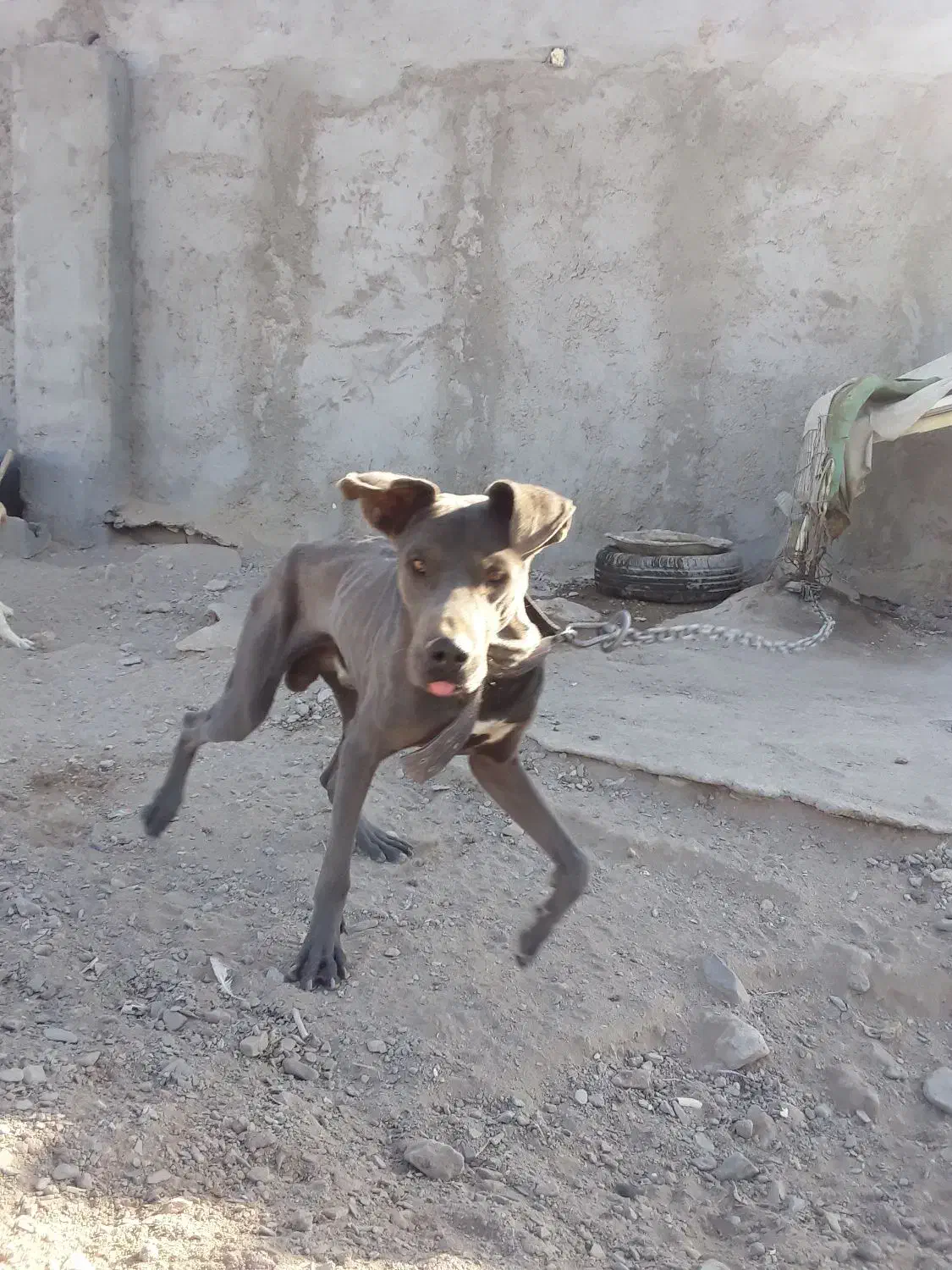 واگذاری سگ نژاد خوب|سگ|زاهدان, |دیوار