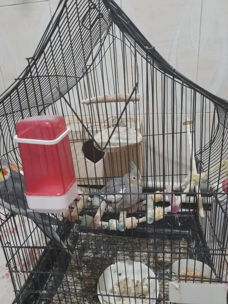 عروس هلندی مولد|پرنده|اسالم, |دیوار