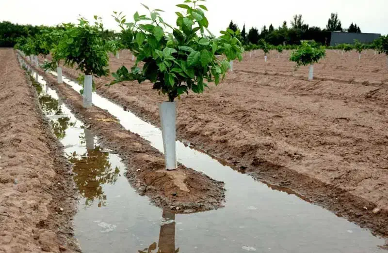 انجام صفرتاصد تمامی خدمات‌ باغبانی و درخت وگل‌کاری|خدمات باغبانی و درختکاری|کاشان, شهدا|دیوار