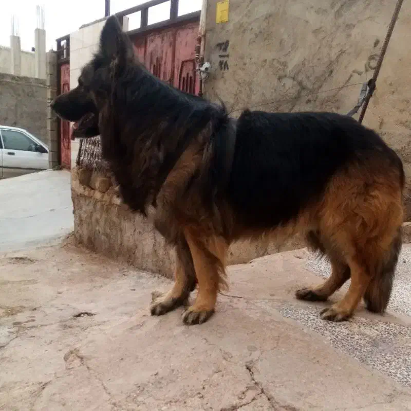 واگذاری|سگ|مسجد سلیمان, |دیوار