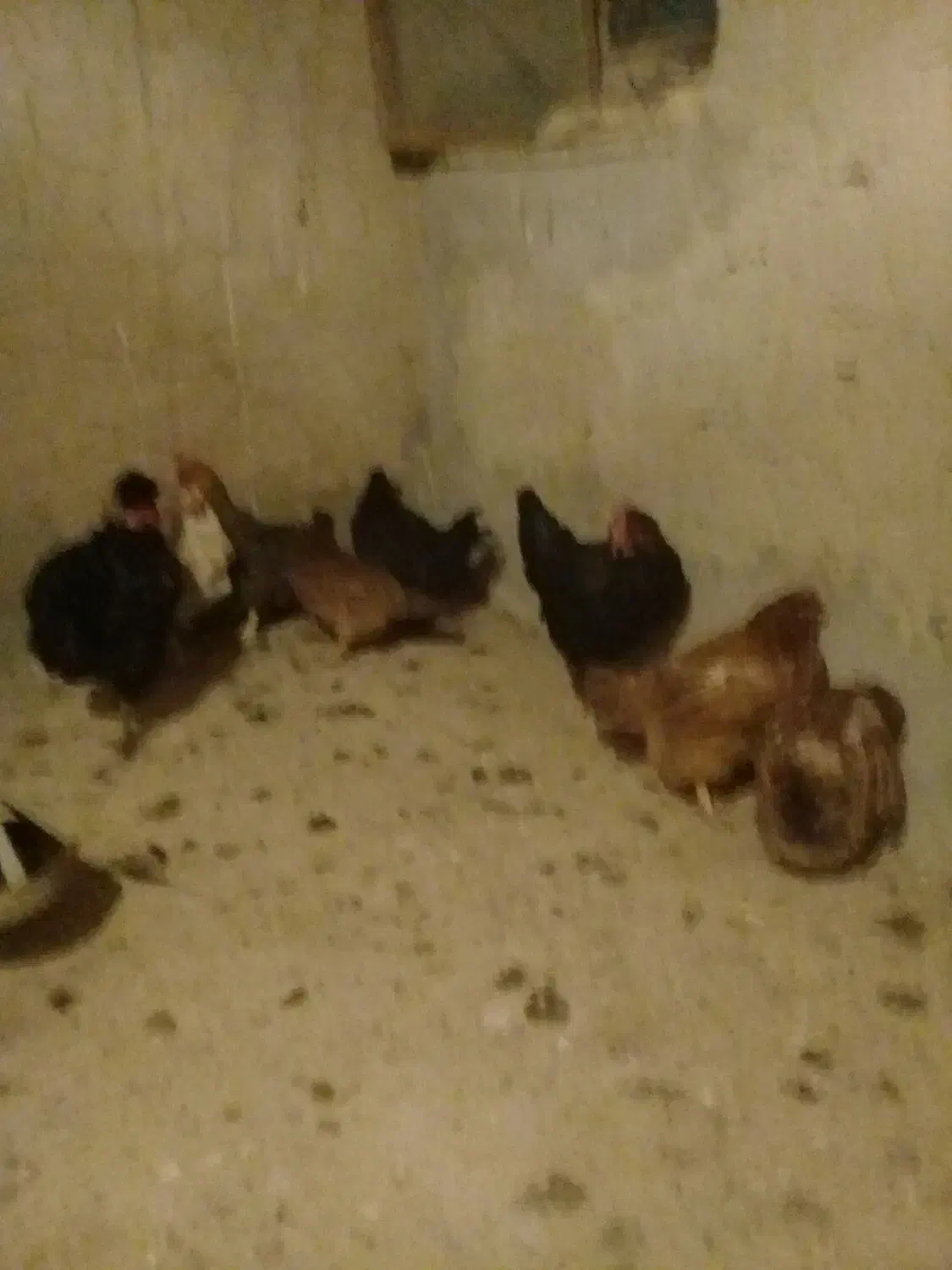 فروش مرغ و خروس|پرنده|قهستان, |دیوار