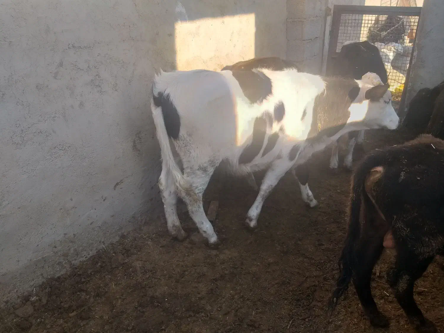 گوساله‌‌‌‌نر‌سیمنتال‌‌هولیشتاین‌‌هلندی‌‌محلی|حیوانات مزرعه|ماهدشت, |دیوار