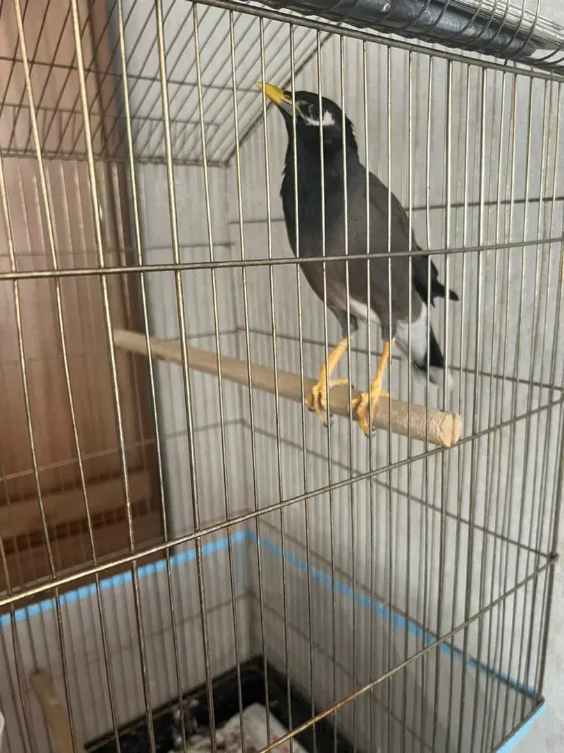 مینا بسار پر حرف و سالم باهوش هدف مند صحبت میکنه|پرنده|تهران, جیحون|دیوار