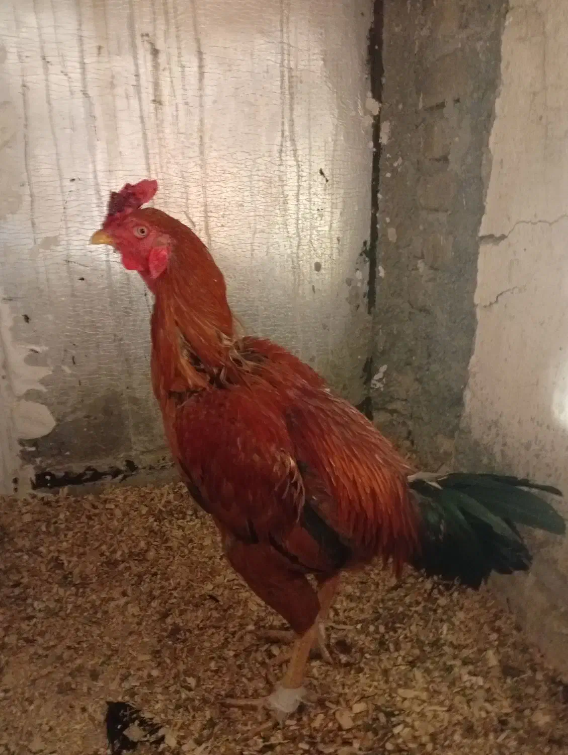 خروس لاری در سرپل ذهاب|حیوانات مزرعه|سرپل ذهاب, |دیوار