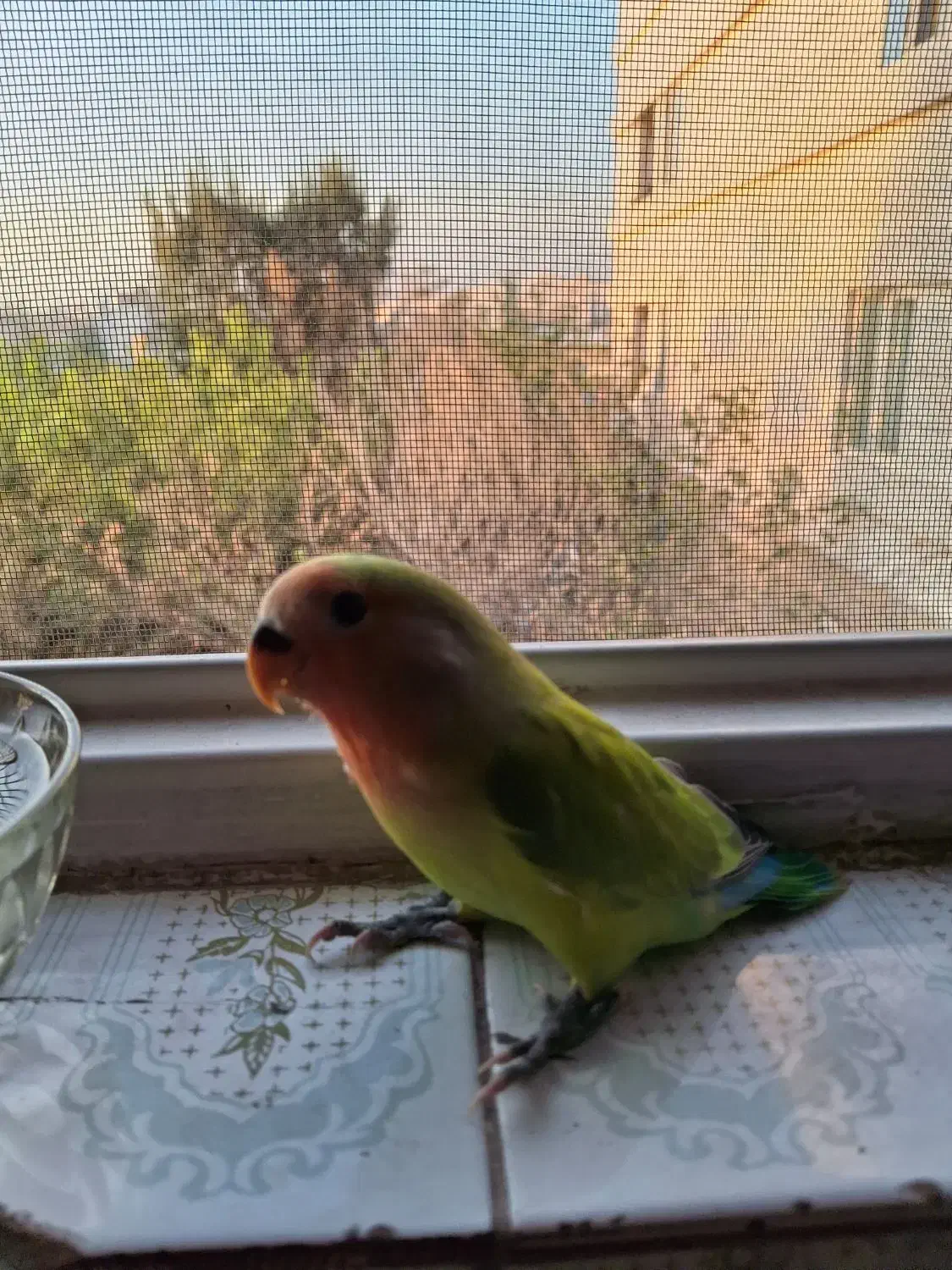 طوطی برزیلی دستی|پرنده|تهران, والفجر (افسریه)|دیوار