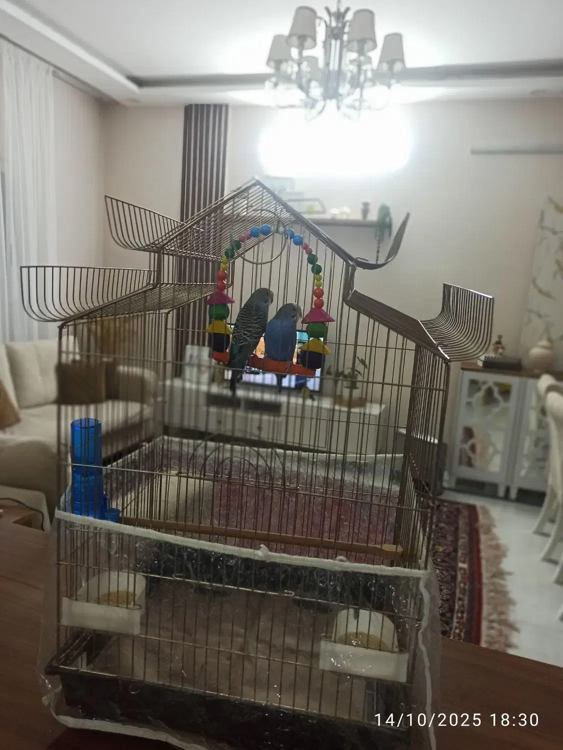 مرغ عشق|پرنده|گلبهار, شهر جدید گلبهار|دیوار