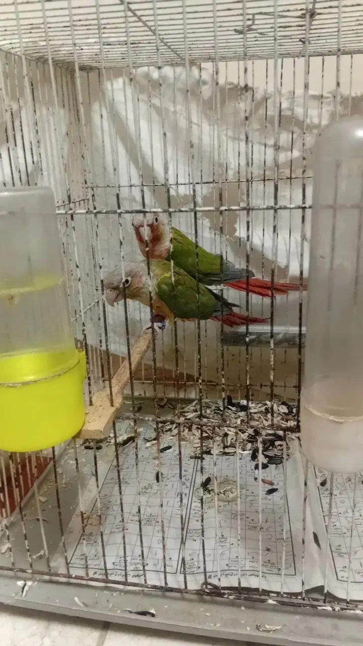 طوطی گرینچیک|پرنده|تربت جام, پاسداران|دیوار