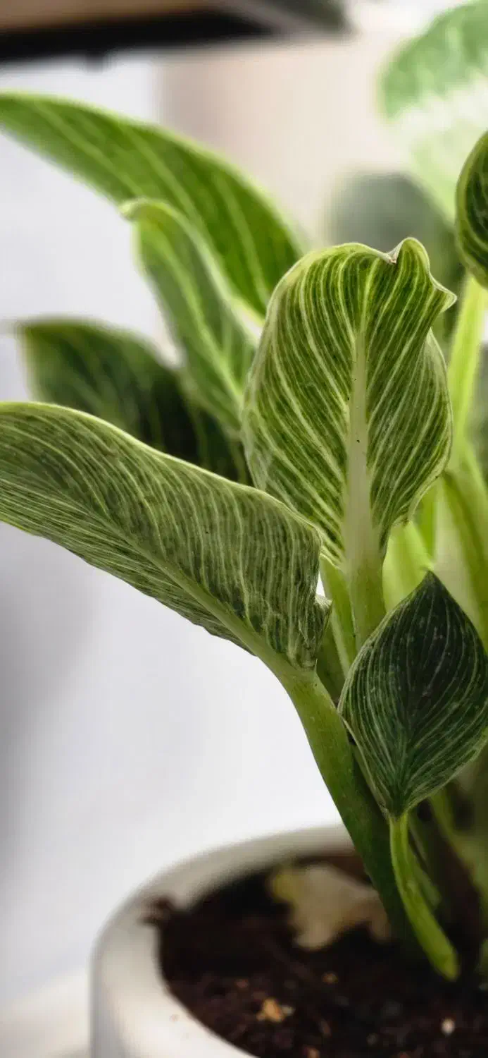 استخدام ادمین اینستاگرام|استخدام هنری و رسانه|تهران, اباذر|دیوار