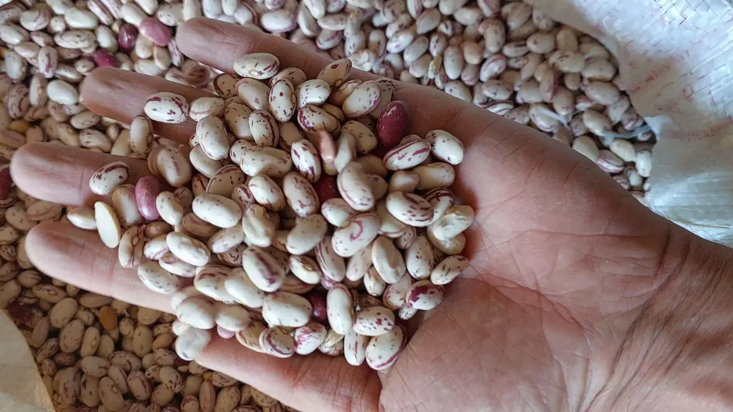 فروش عمده لوبیا چیتی|خوردنی و آشامیدنی|سپیدار, |دیوار