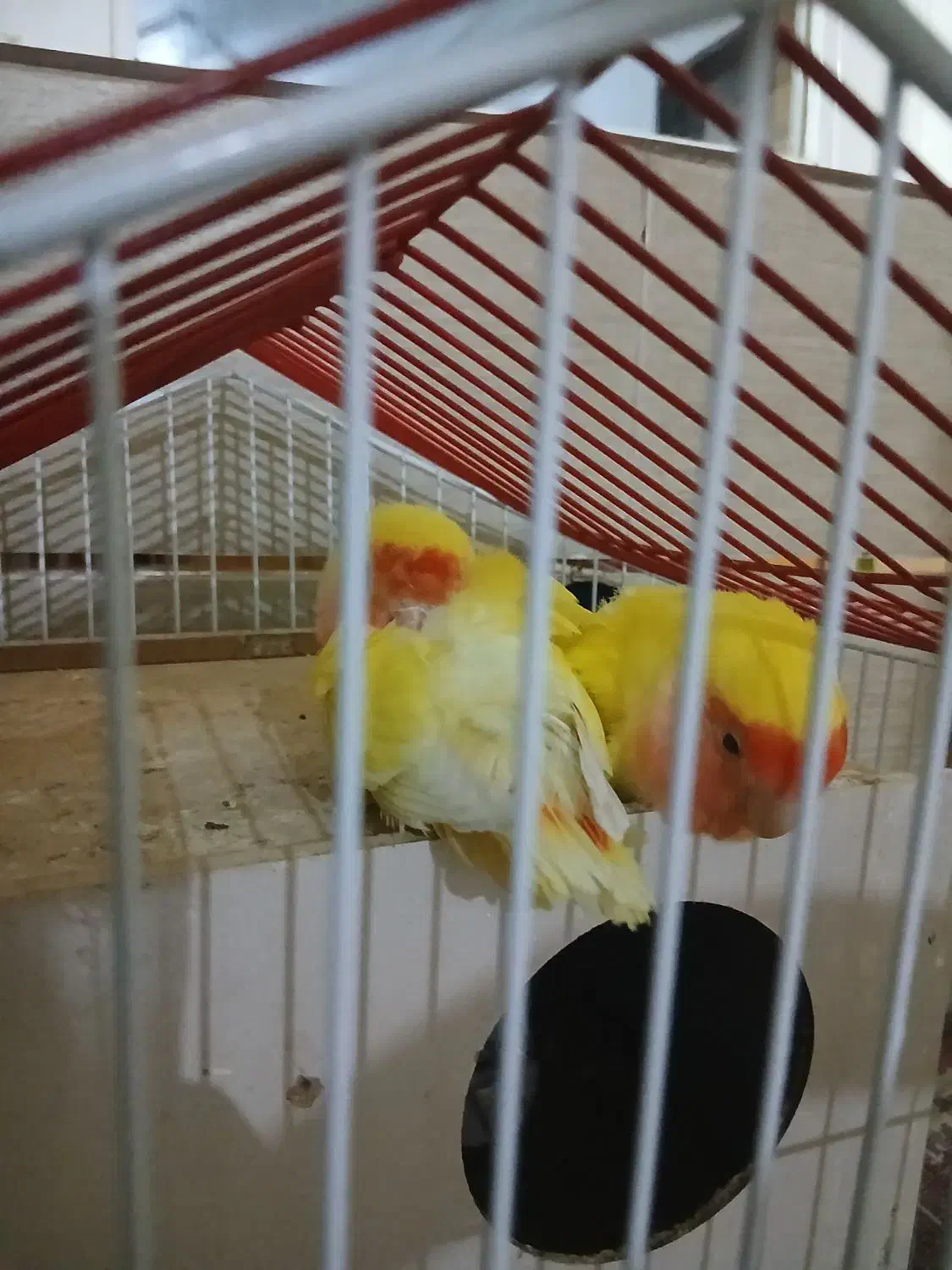 طوطی برزیلی مولد|پرنده|مبارکه, |دیوار