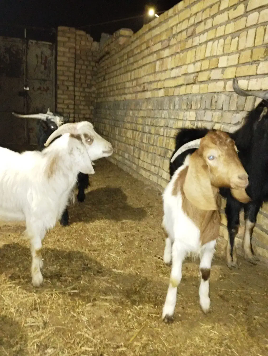 بزغاله نر.|حیوانات مزرعه|شال, |دیوار