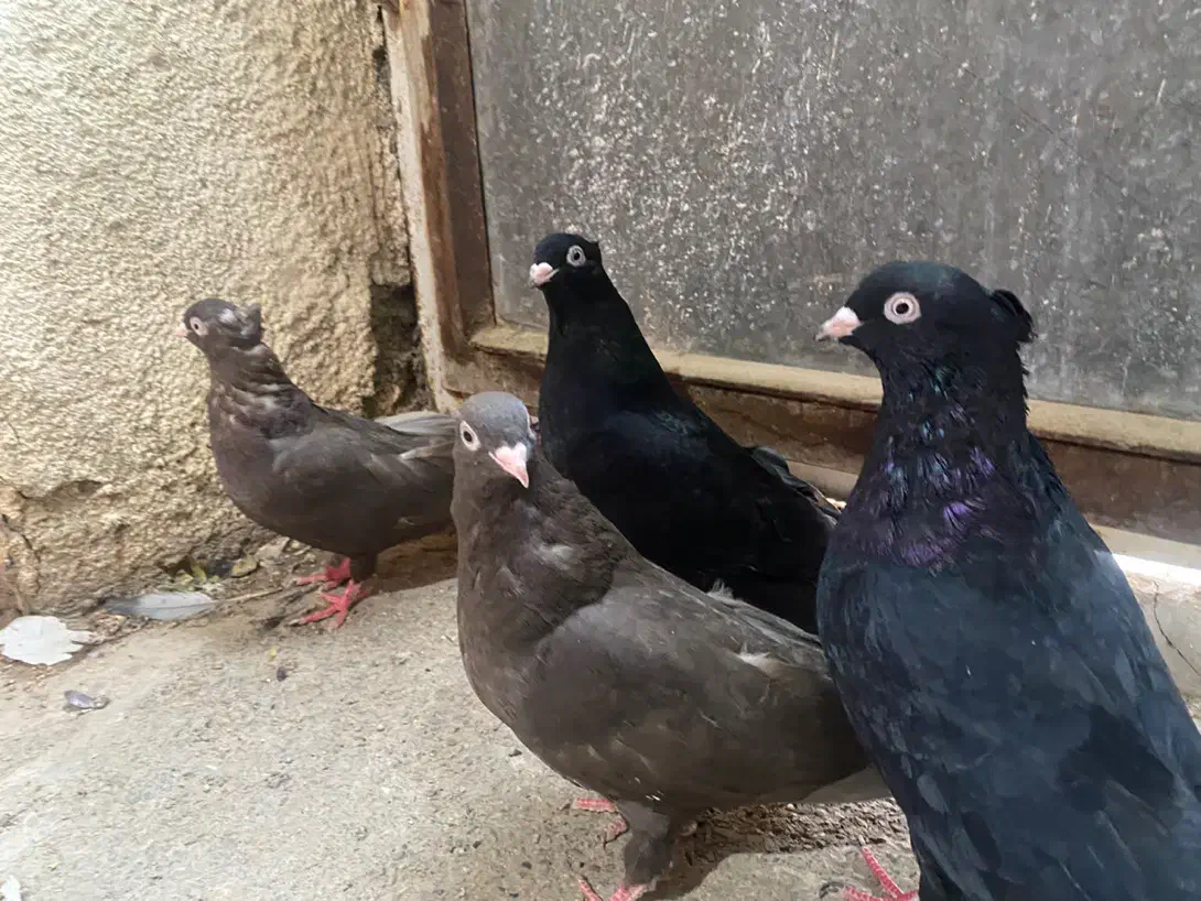 ۲ جفت زاغ آبادان و قهوه ای آبادانی|پرنده|کرج, عظیمیه|دیوار