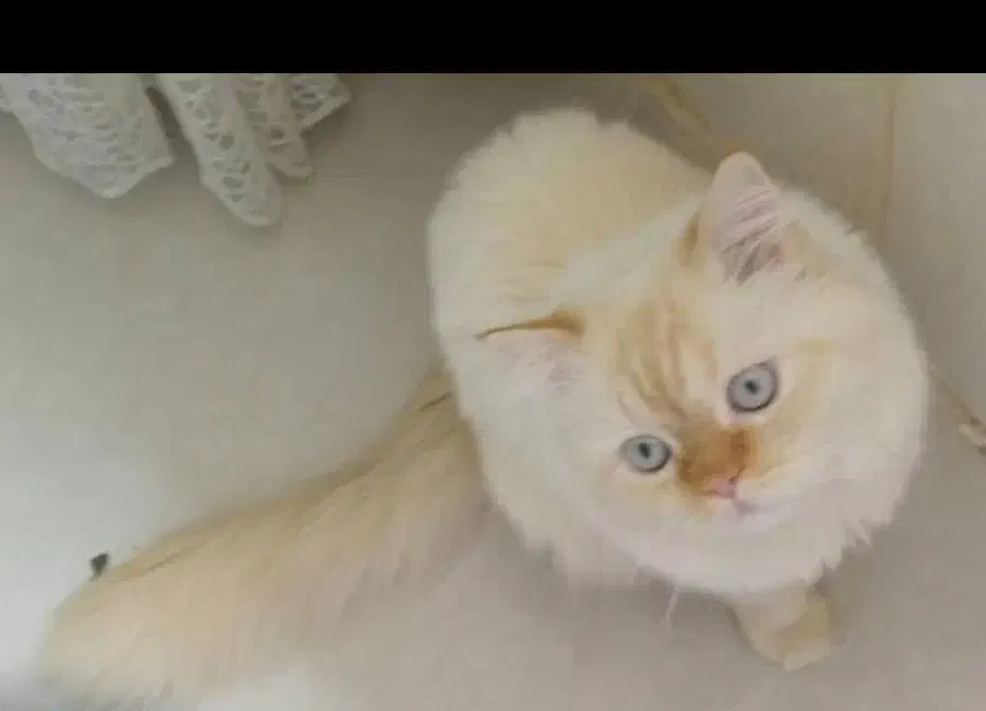 گربه ردپوینت نر|گربه|زبرخان, |دیوار