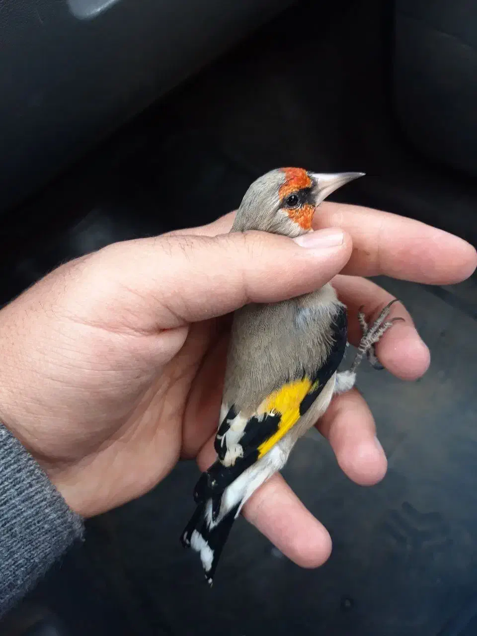 سقا.سهره کرمونی منطقه بافت|پرنده|کرمان, |دیوار