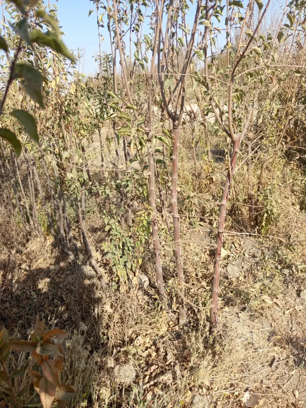 فروش نهال دوساله به تعداد 10/000|گل و گیاه طبیعی|میاندوآب, |دیوار