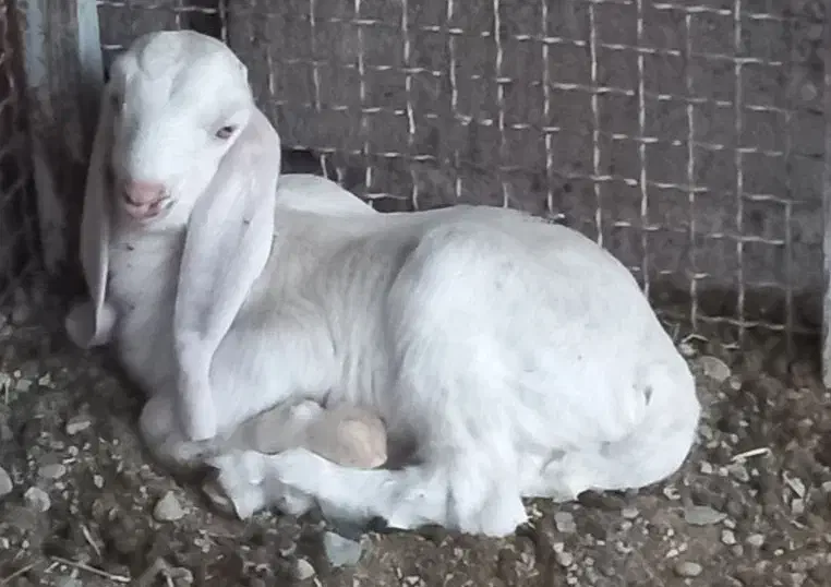 بزپاکستانی کهره نرگلابی فروشی|حیوانات مزرعه|جیرفت, |دیوار