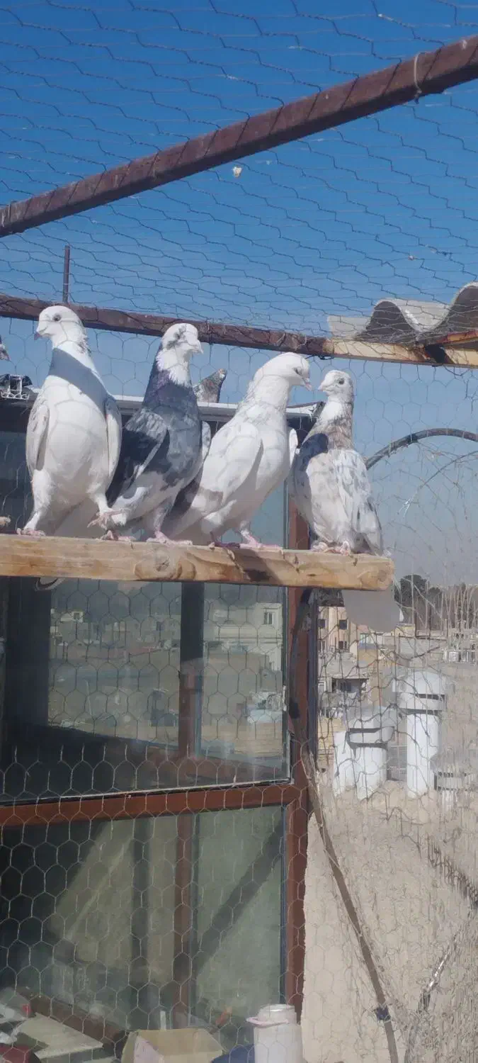 کفتر کبوتر|پرنده|مشکیندشت, |دیوار