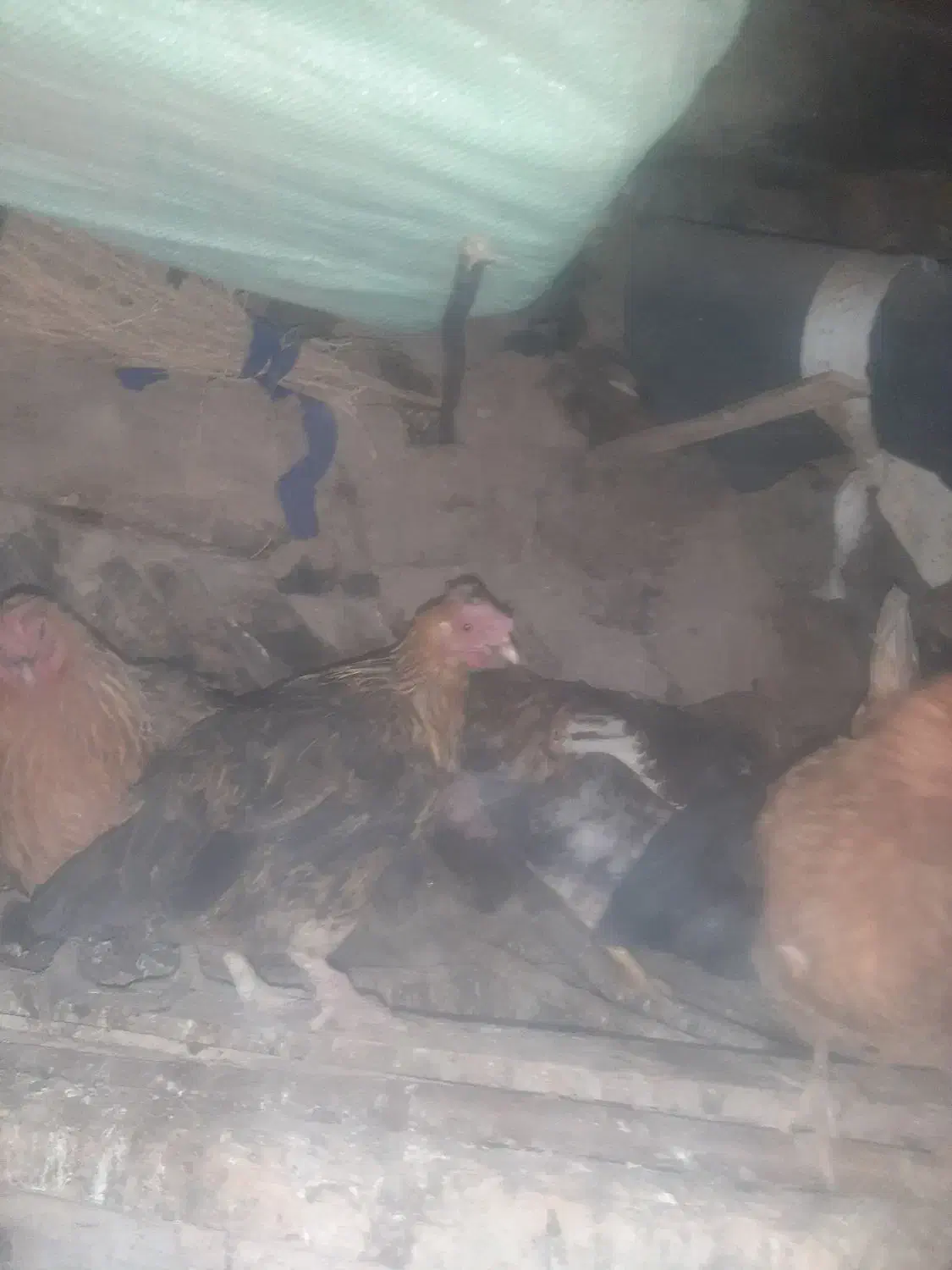 مرغ و خروس فروشی|حیوانات مزرعه|جوانرود, |دیوار