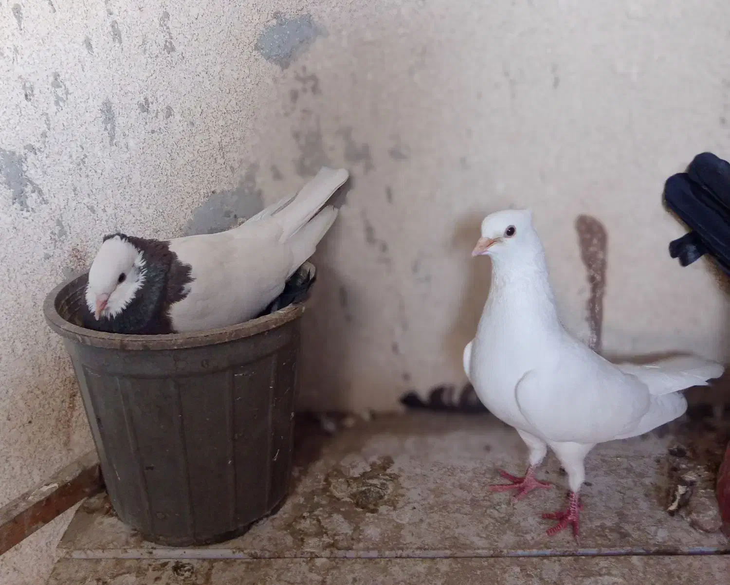 یک جفت کبوتر با جوجه هاشون|پرنده|چابهار, |دیوار