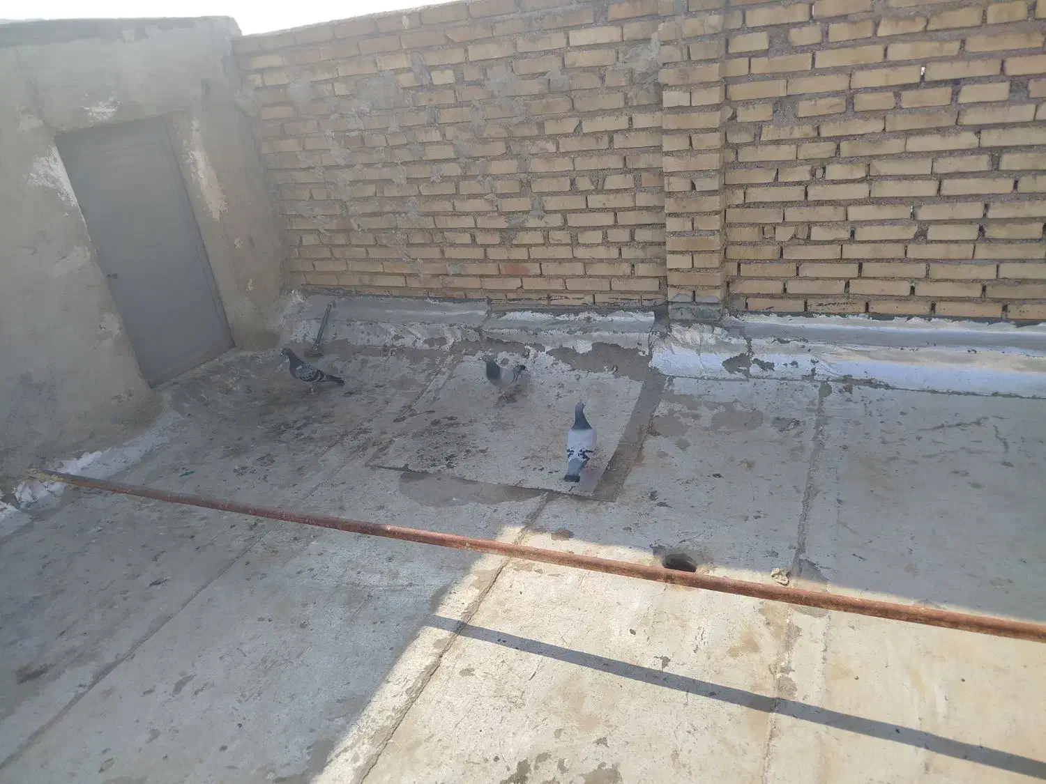 کبوتر پلاکی|پرنده|حمیدیه, |دیوار