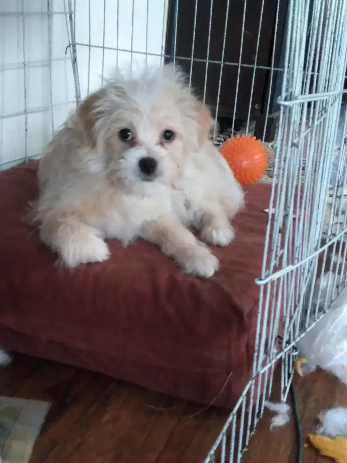 سگ پشمالو|سگ|کرج, ساسانی (قلمستان)|دیوار