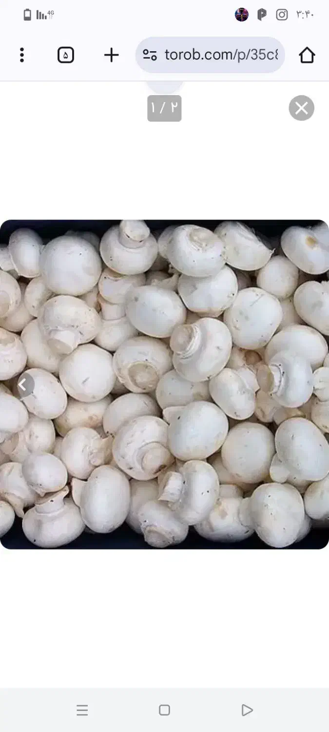 فروش قارچ دکمهای درجه یک ودو|خوردنی و آشامیدنی|فریمان, |دیوار