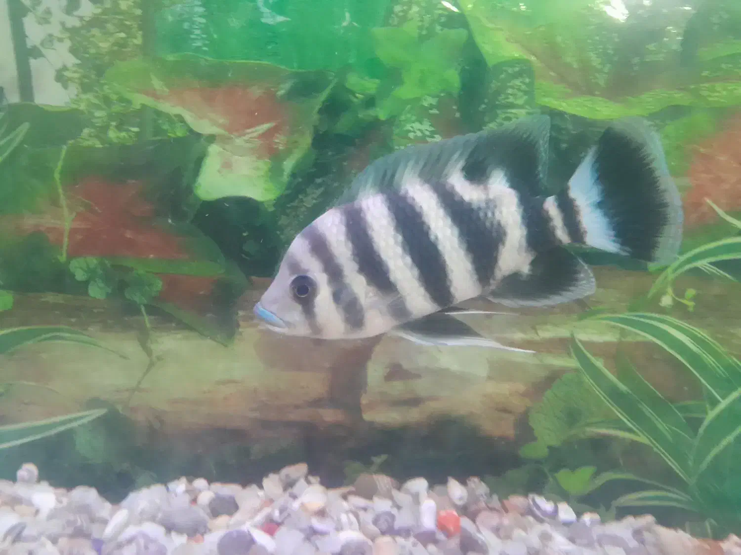 ماهی|ماهی|فسا, |دیوار