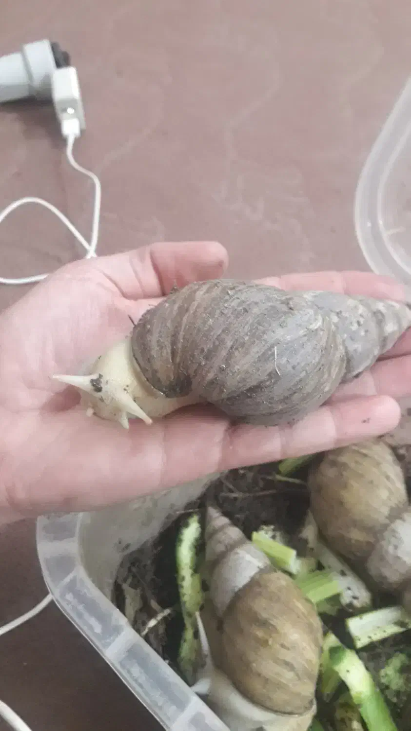 حلزون پرورشی آچاتینا|خزنده|لنجان, |دیوار