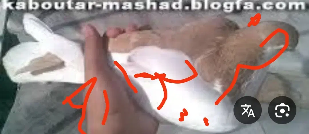 مادهچپزرد|پرنده|شوشتر, |دیوار