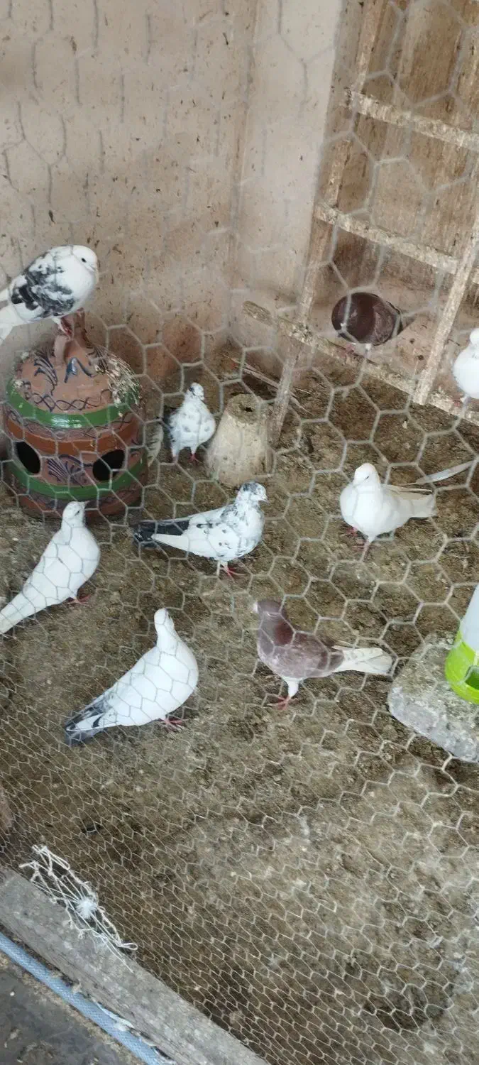 کبوتر پروازی|پرنده|لنگرود, |دیوار