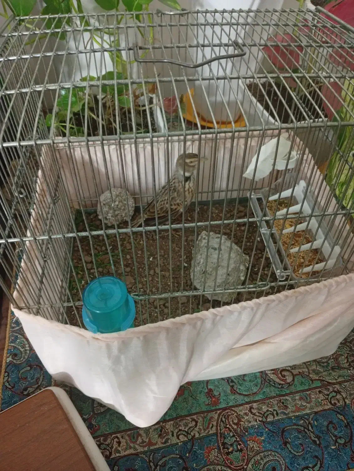 سهره خاکی شیرازی نر (معاوظه)|پرنده|آستانه اشرفیه, |دیوار