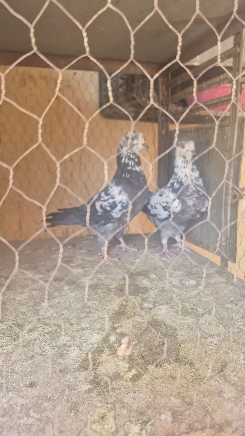 کفتر کله ماستی پرشی|پرنده|خمینی‌شهر, |دیوار