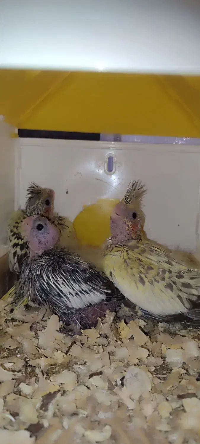 فروش جفت عروس هلندی جوجه داده|پرنده|چابکسر, |دیوار