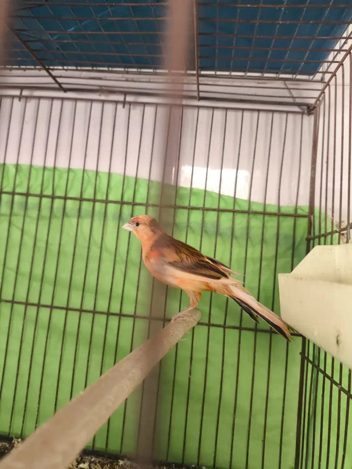 قناری|پرنده|تاکستان, |دیوار