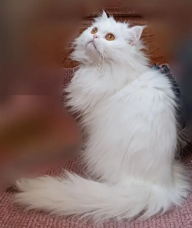 گربه پرشین نر سفید|گربه|کاشمر, |دیوار