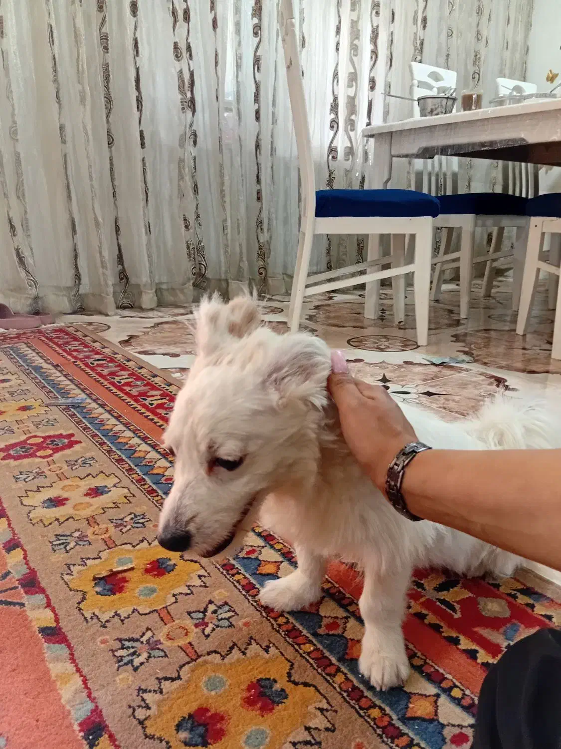 واگذاری سگ نر|سگ|خرمآباد, |دیوار