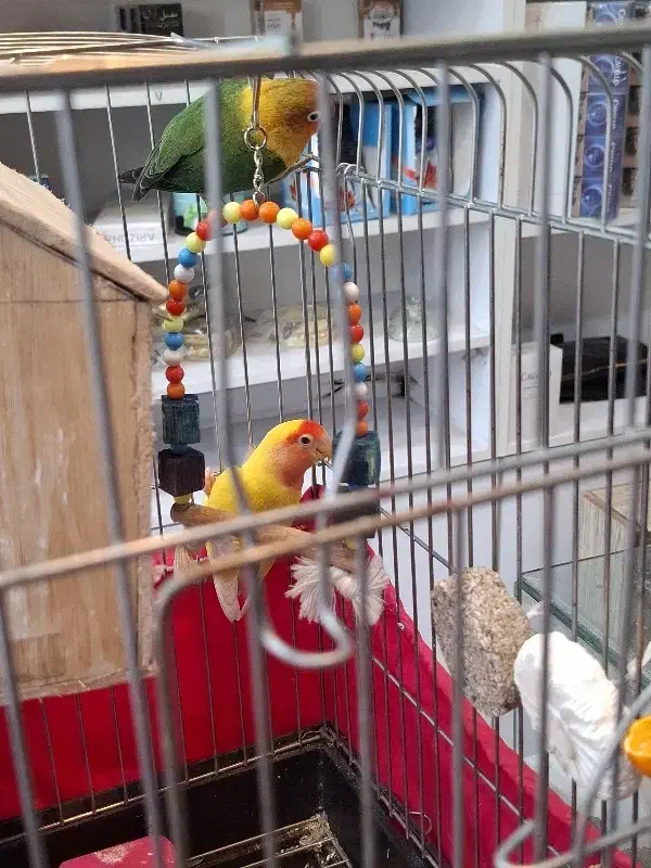 طوطی برزیلی|پرنده|کهریزک, |دیوار