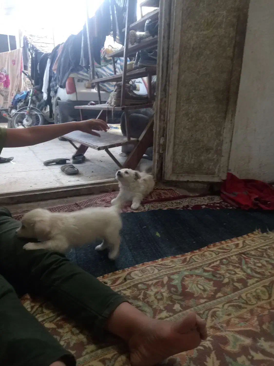 جفت جوجه سگ پامر خرسی روباهی گوش سیخ|سگ|زابل, |دیوار