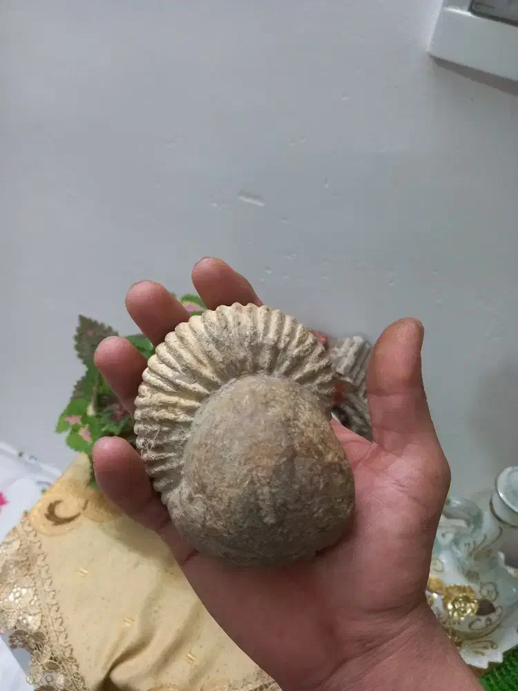 سنگ فسیل|کلکسیون اشیاء عتیقه|مشهد, پنجتن|دیوار