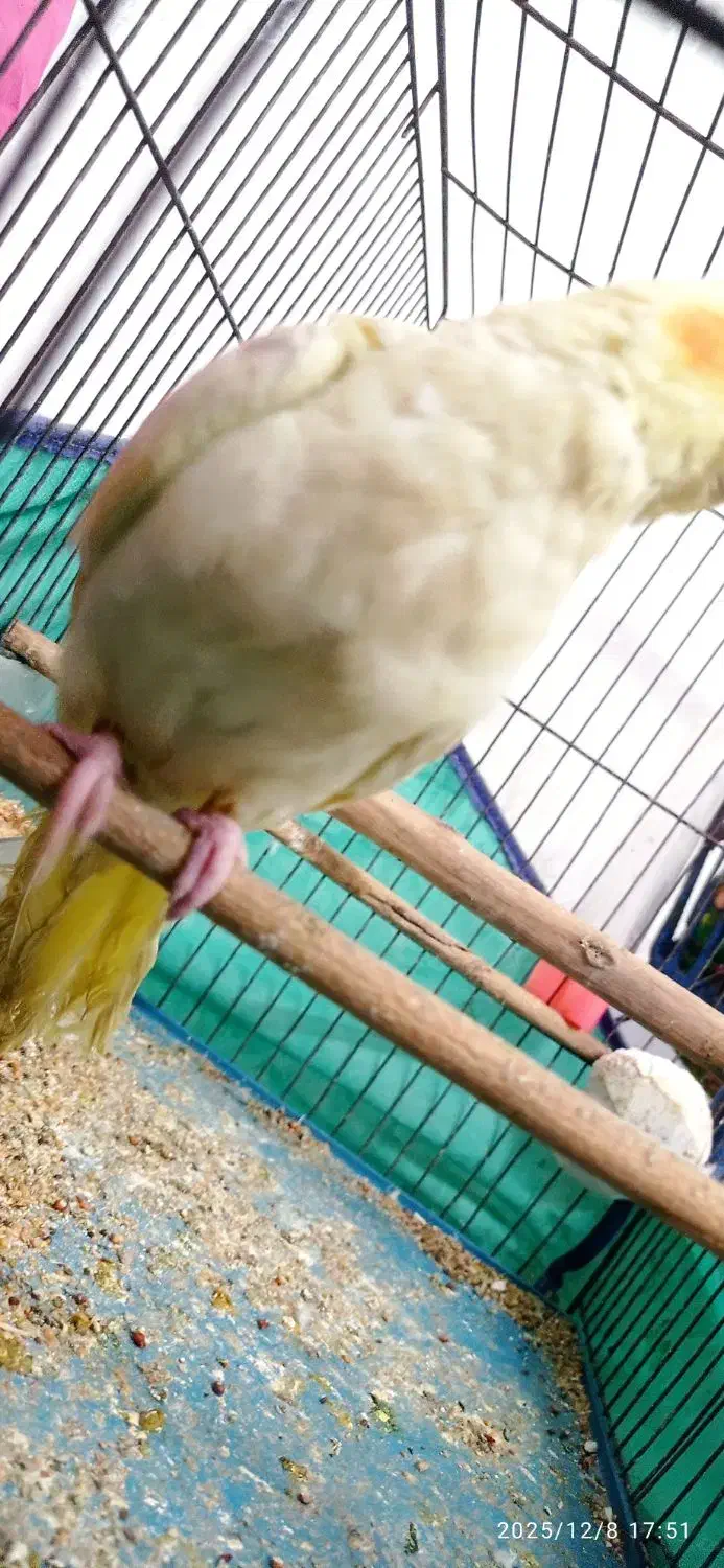 عروس هلندی|پرنده|باوی, |دیوار