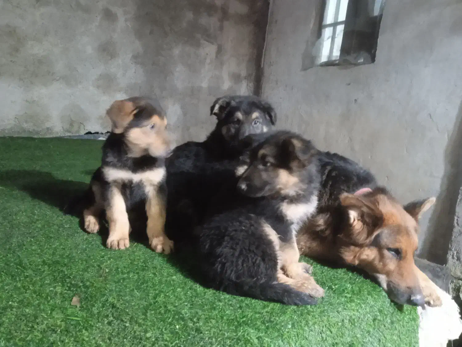 توله سگ ژرمن|سگ|رشت, گلزاران|دیوار