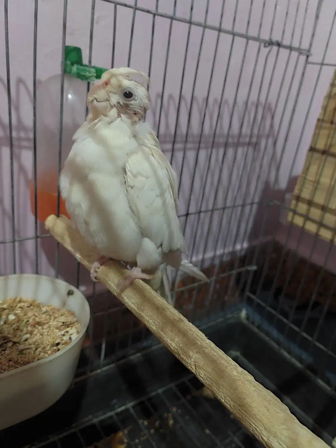 پرنده|پرنده|قلعه نو, |دیوار