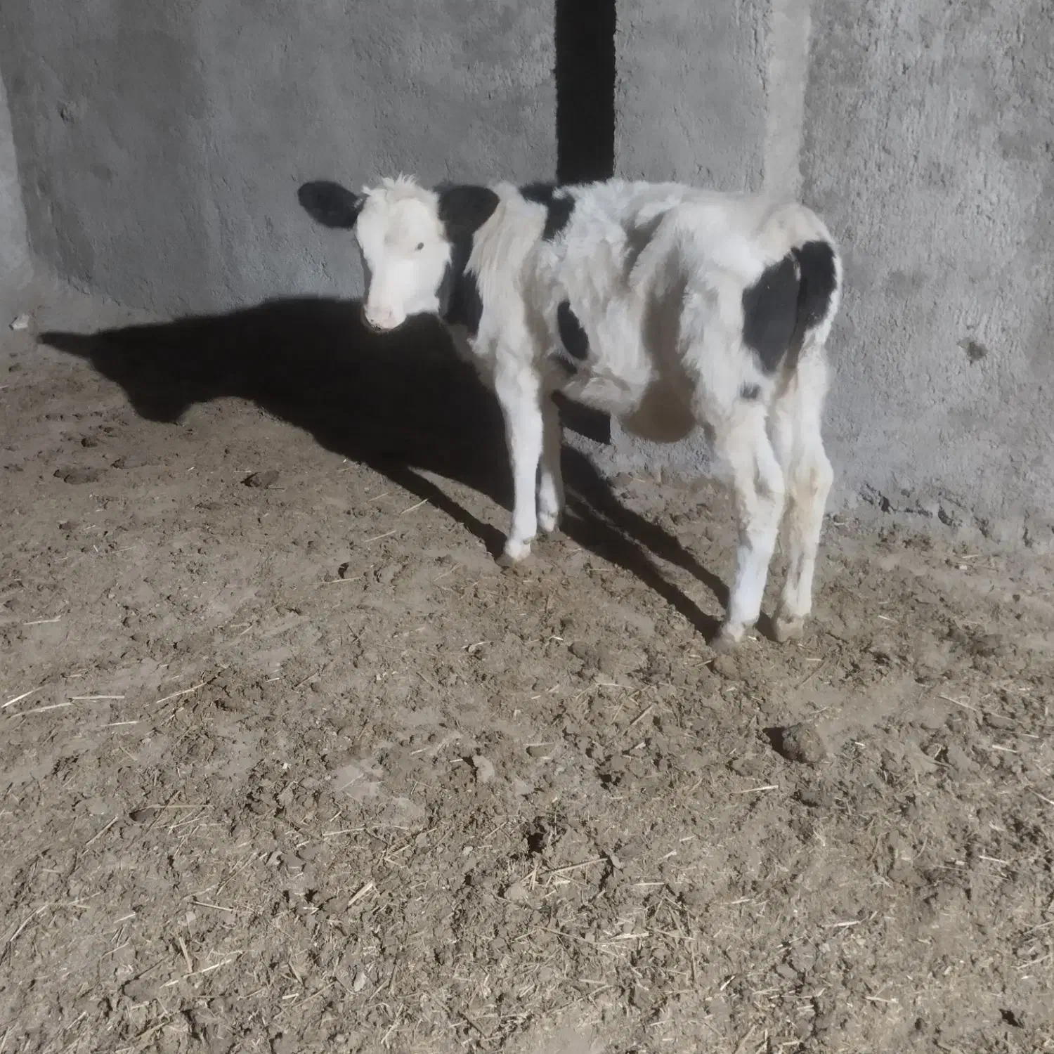 گوساله|حیوانات مزرعه|نیشابور, شهید جعفری|دیوار