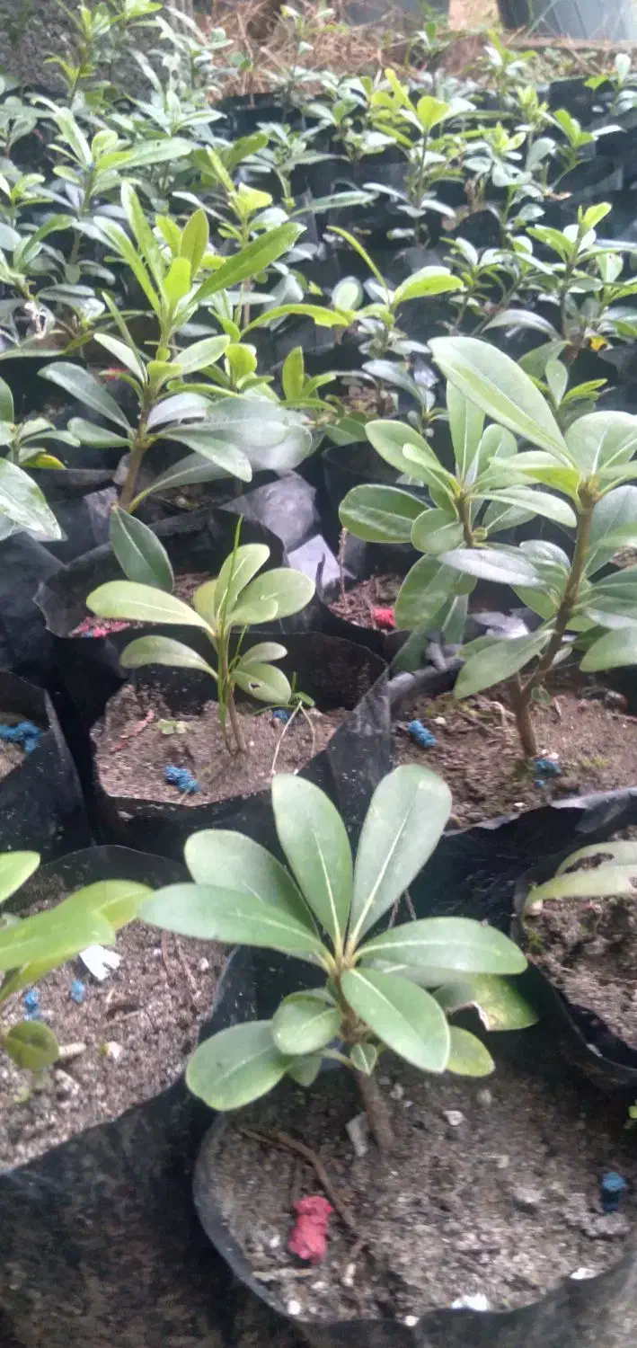 گیاهان زینتی|گل و گیاه طبیعی|کلاچای, |دیوار