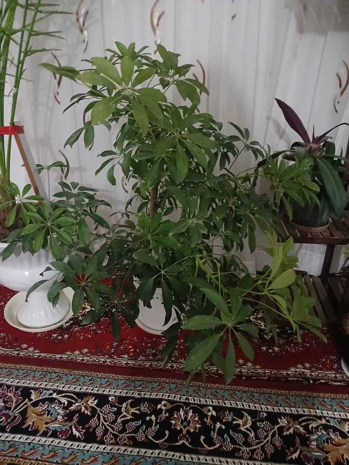 گل خیلی زیبا|گل و گیاه طبیعی|بجنورد, |دیوار