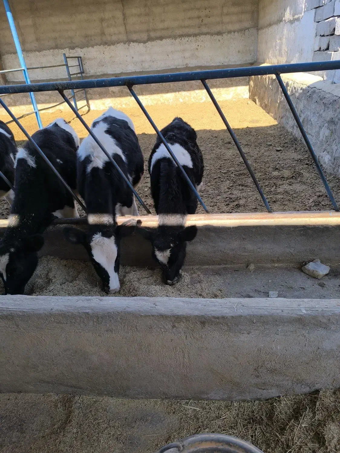 گاو و گوساله|حیوانات مزرعه|نیشابور, مازول|دیوار